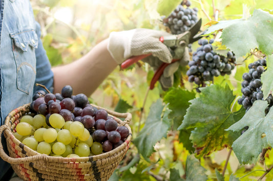What Can We Expect from the 2022 Italian Wine Harvest?
